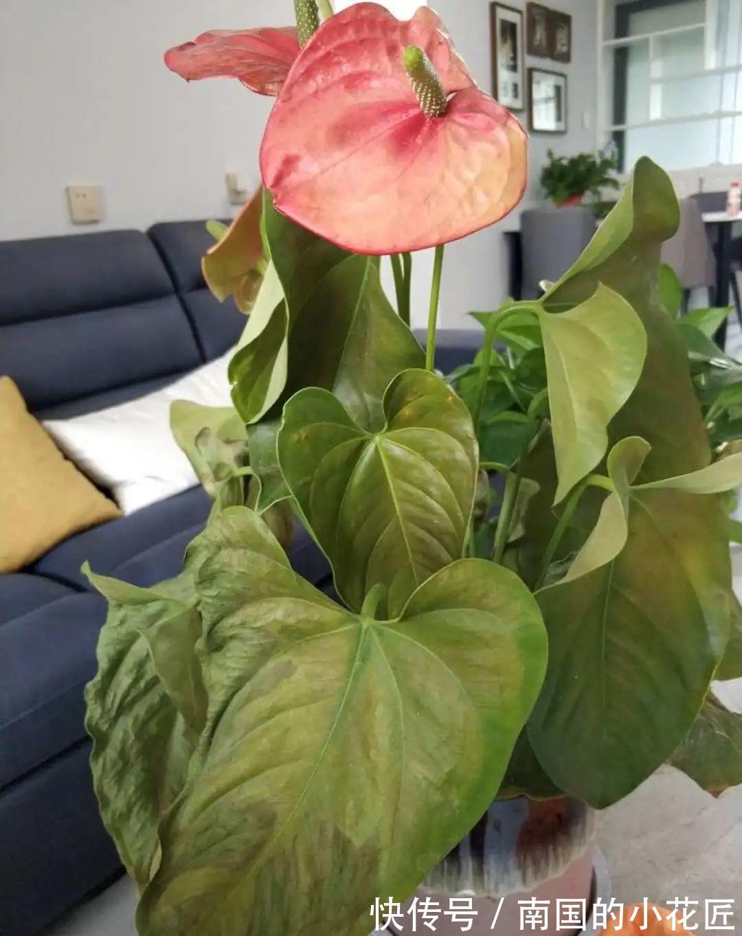 叶片|夏天怕晒的花，赶紧搬到阴凉地儿，再晒成枯杆了