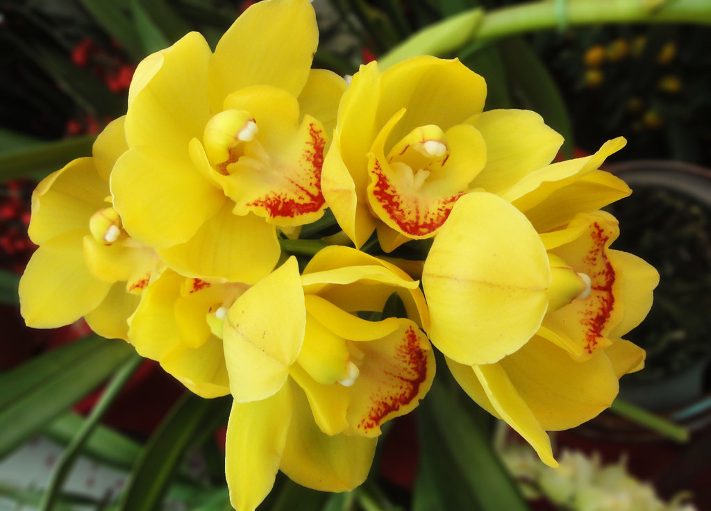 大花蕙兰好看但难养做好“3小步”,花期过后再开花,花团锦簇