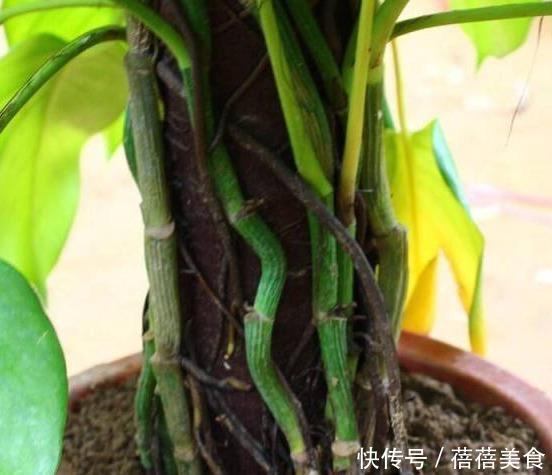 小飞虫|花盆满是小飞虫?不是大事,花盆撒把它,小虫死翘翘