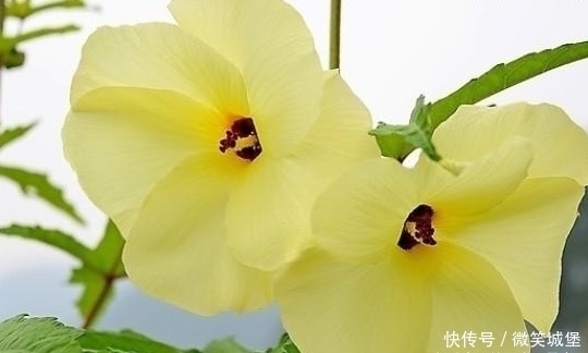 喝水时,加入此物,血管干净了,肌肤水嫩,女