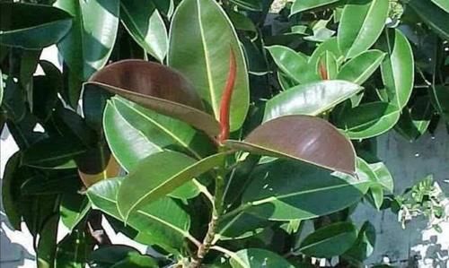  叶子|尿素加什么可以使叶子变浓绿？