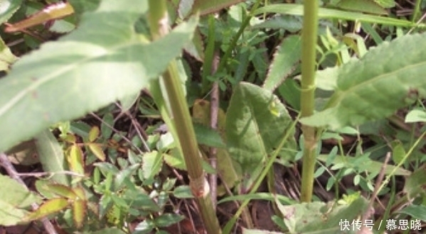 便秘|农村这种野草随处可见,是治疗便秘的良药,大多数人见过却不认识
