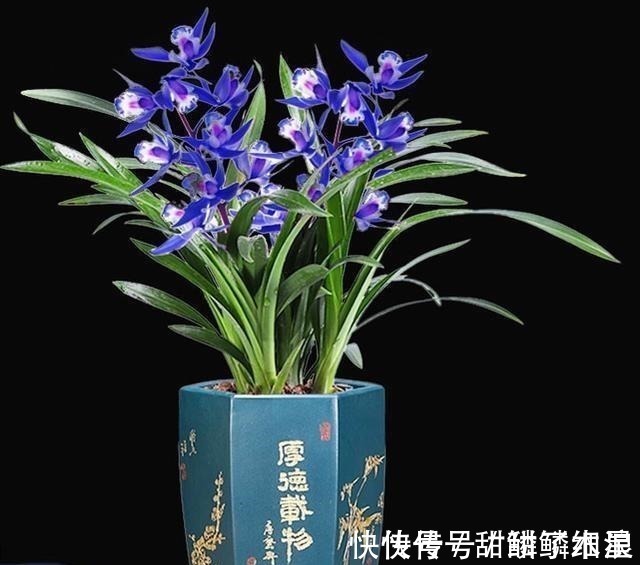 这款“蓝色”兰花,现在火得一塌糊涂,人称最美兰花,高贵也高雅!