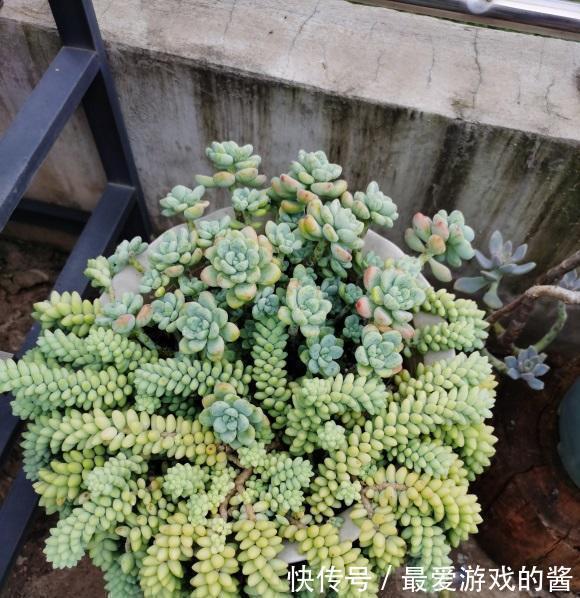 一入“肉坑”深似海,养多肉不能着急,慢慢养,多肉才不会死