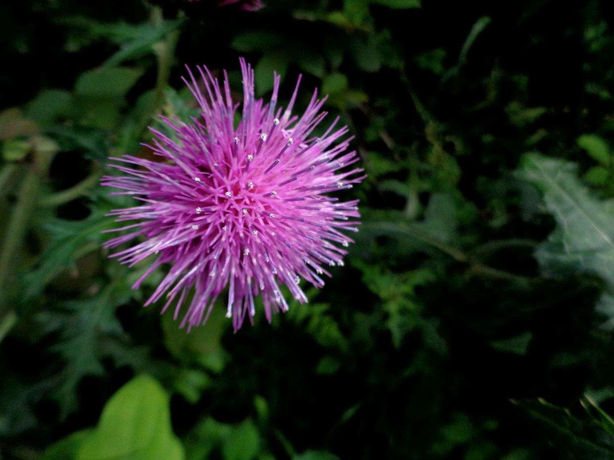 野菜长得比盆栽还美,还有神奇作用,农村小孩最喜欢!