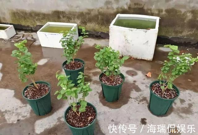 爆盆|盼着雨天来,4种花“淋淋雨”,蹭蹭长爆盆,比施肥还长得快