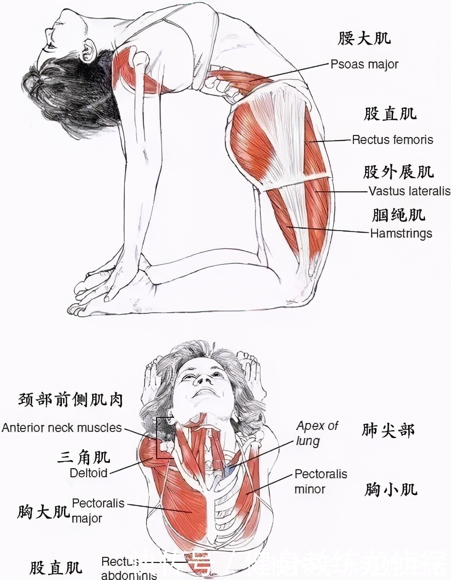 动作指导|有了这4个动作,赶走亚健康,居家就能练,身体一天比一天健康