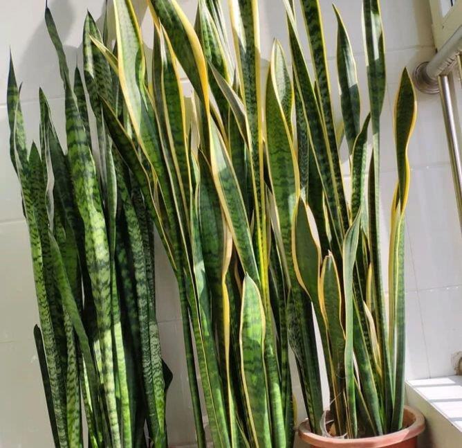 四种花常年开花易爆盆，被称为花卉界的劳模，开花漂亮一年不停