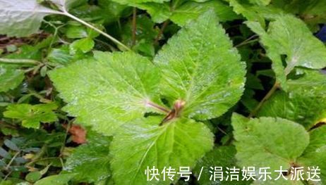 延缓衰老|女人若想变年轻，尽量经常吃的食物，或助你减少皱纹，延缓衰老