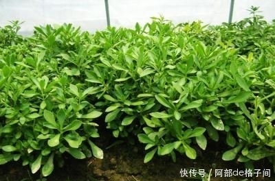 养心|中医宝典：救心菜，养心、平肝、降血压