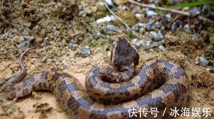 生态平衡@被五步蛇咬了只能“走5步”?专家:骗人的!你可能五步也走不完