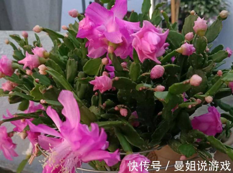 浇不对水,养不好蟹爪兰!老花匠亲授:用“筷子”就能解决难题