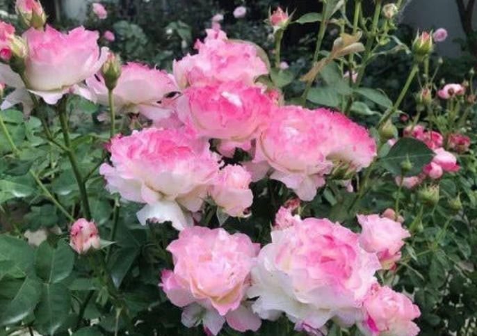 夏天养此款花卉,不怕冷、不怕热,开花漂亮花期长!