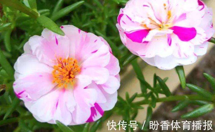 四季海棠四季海棠|4种花要贱养,开花美还好活,365天开花不断,给点水就疯狂!