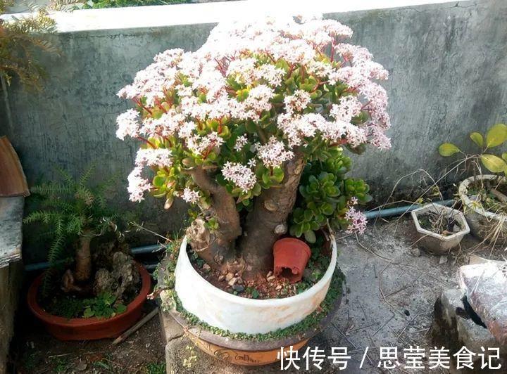 发财树|七种带“钱”的花，好看又好养，寓意吉祥，财源滚滚，建议养一盆