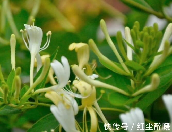 金银花|夏季喜欢养菊花,不如养护一盆金银花,香气扑鼻,还能清解血毒