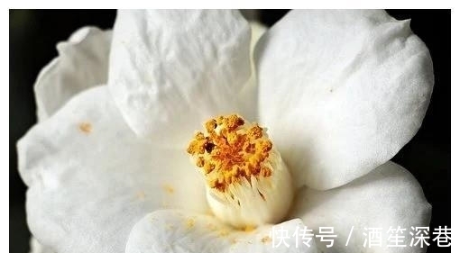 春暖花|5天后，春暖花开，心有不舍，旧爱重建，一次相遇，不再往来