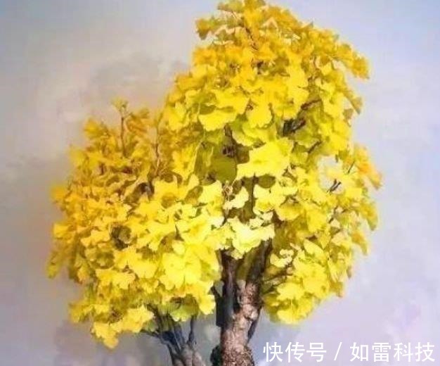 客厅养上4种花,四季常青,寓意好,招财进宝,懒人最爱