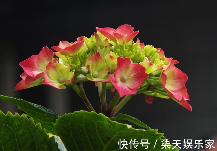 此花寓意“八仙过海,各显神通”,观赏价值极高,代表着健康