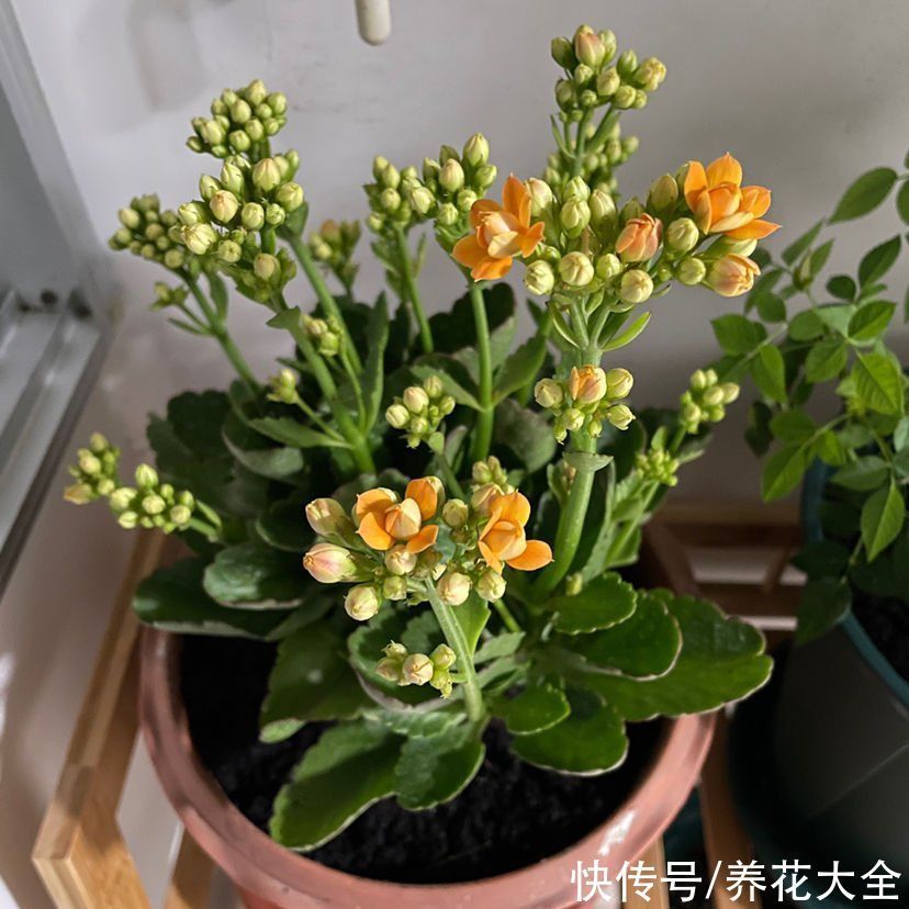 花根|想要养好长寿花，需注意“3少1丢”，来年独苗轻松变老桩