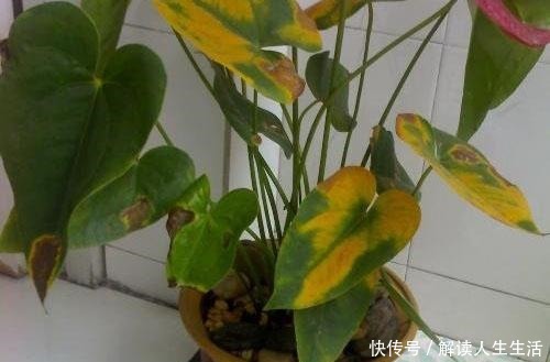 这6种“生财花”,夏季养家里,“浇水”要注意,否则黄叶、烂根!