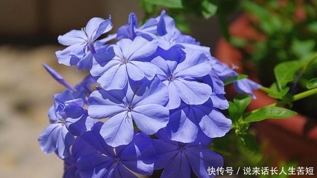 六月逛花市 看到几种便宜花 喜欢的可以入手 超级爱开花 粉紫色 六月逛花市 看到几种便宜花 喜欢的可以入手 超级爱开花 粉紫色