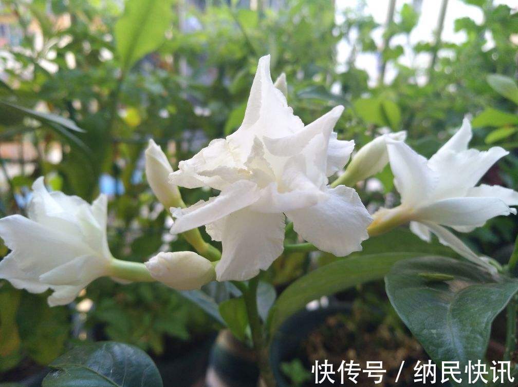 这花名字难听，长得却好看，花香淡雅，朋友看了都想种！