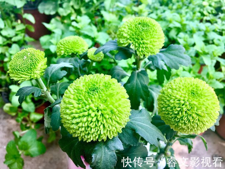 喜欢菊花,不如养盆优良名菊“乒乓菊”,花似乒乓,色彩鲜艳!