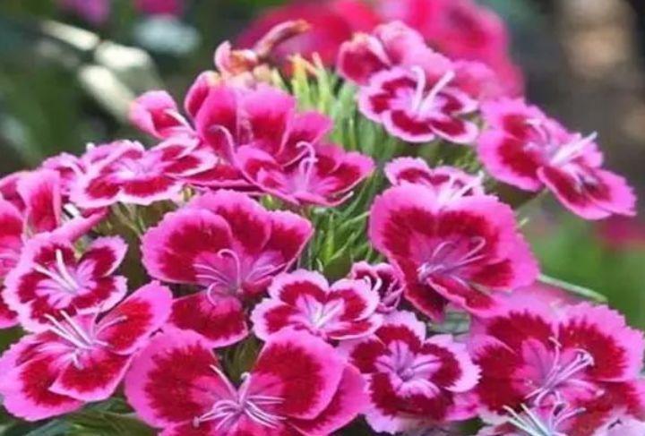 农历|农历7月3号起，最适合养这些花，种植此款花卉，服盆快长势旺