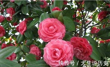 酸性|冬天养茶花,了解掌握3个要点,开出层叠群花,谁见了都夸美!