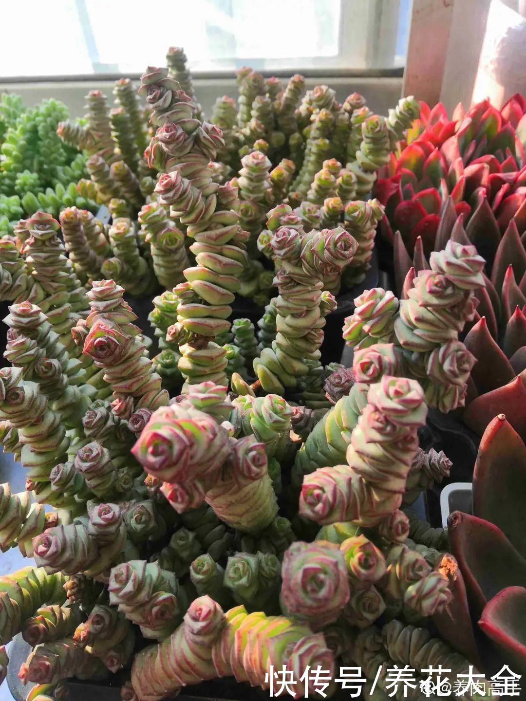 春天的多肉,长成一把大大扇子,看着就是爽