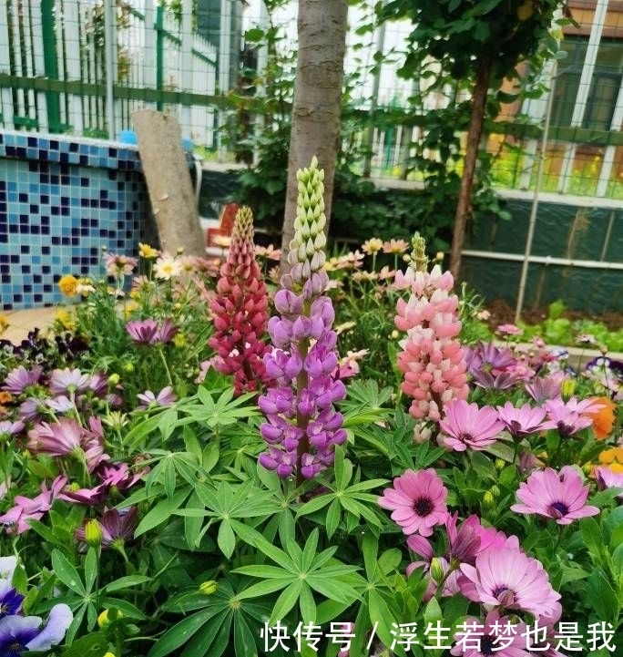 牵牛花|有院子可养“4种”皮实耐热的花,自播能力强,开成一片浪漫花海