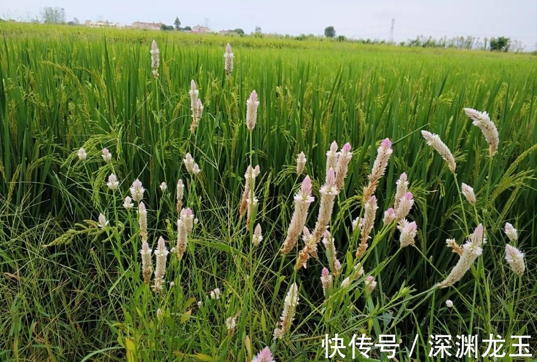 本草正义|农村这野草开花很好看,却不知煮水养肝明目,嫩叶还是美味野菜