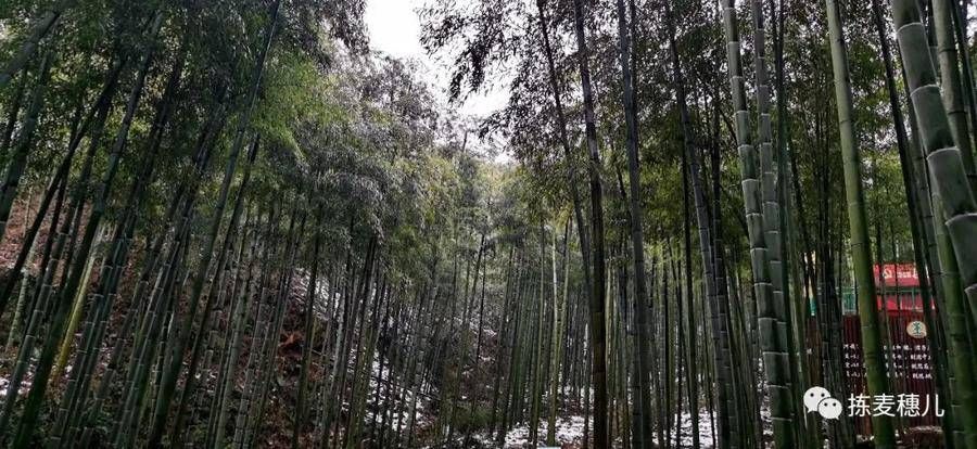 大竹海|正月下江南（1）雨中游太湖古镇，游览雪后中国大竹海