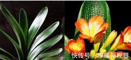 叶片|君子兰、长寿花、蟹爪兰总不开花，可能盆里缺点它，加一点就开花