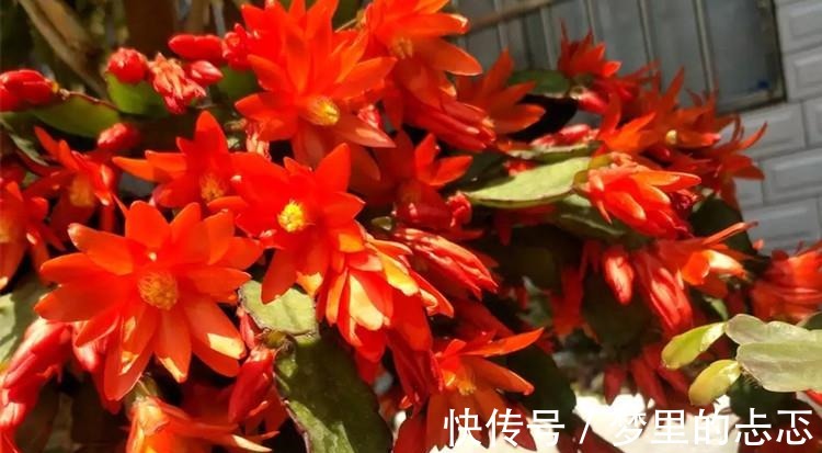 蟹爪兰叶子“打焉”，用这个“小方法”，叶片肥厚，长势更旺！