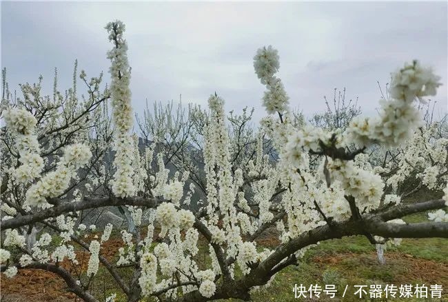 中年|春暖花开游贵州，“花花世界”惹人醉！