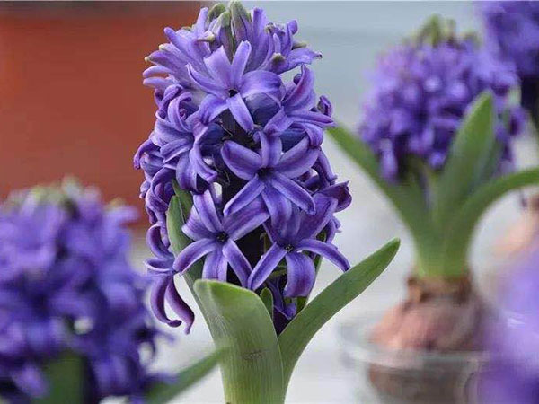 此花所代表的是胜利和幸福,是点燃的生命之火,花型可爱