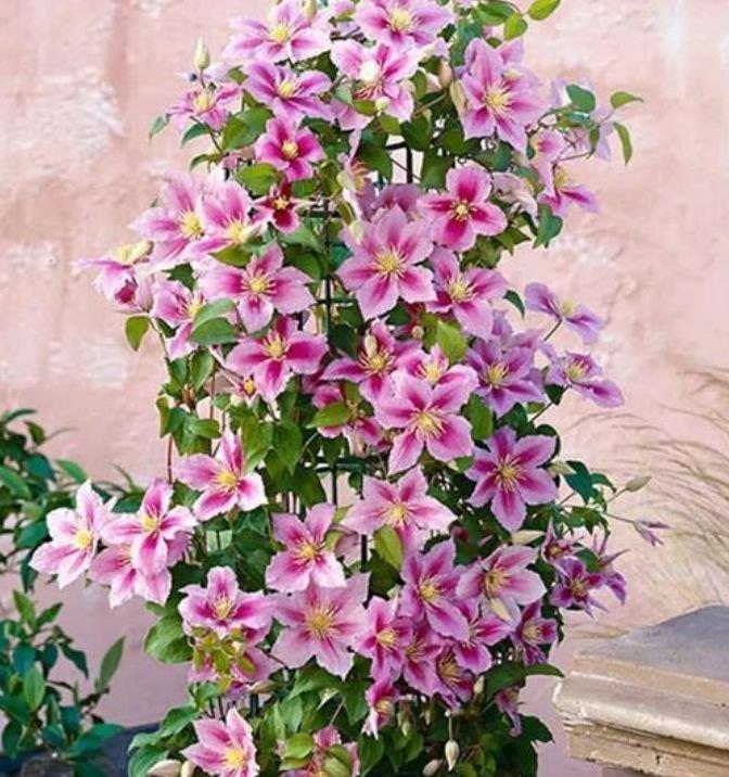 庭院选这几款花,花姿妖娆,惊艳如花球,美翻了