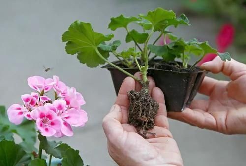 枝条|秋凉扦插“3种花”,枝条沾上“水土”,7天呼呼冒白根