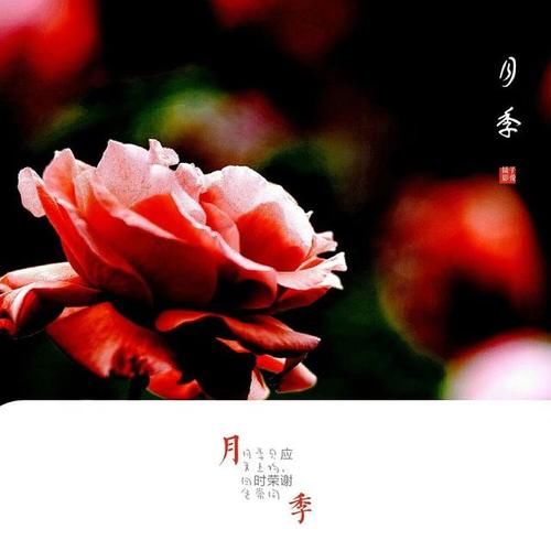 万物生长|花花世界，把五月的快乐托付给月季