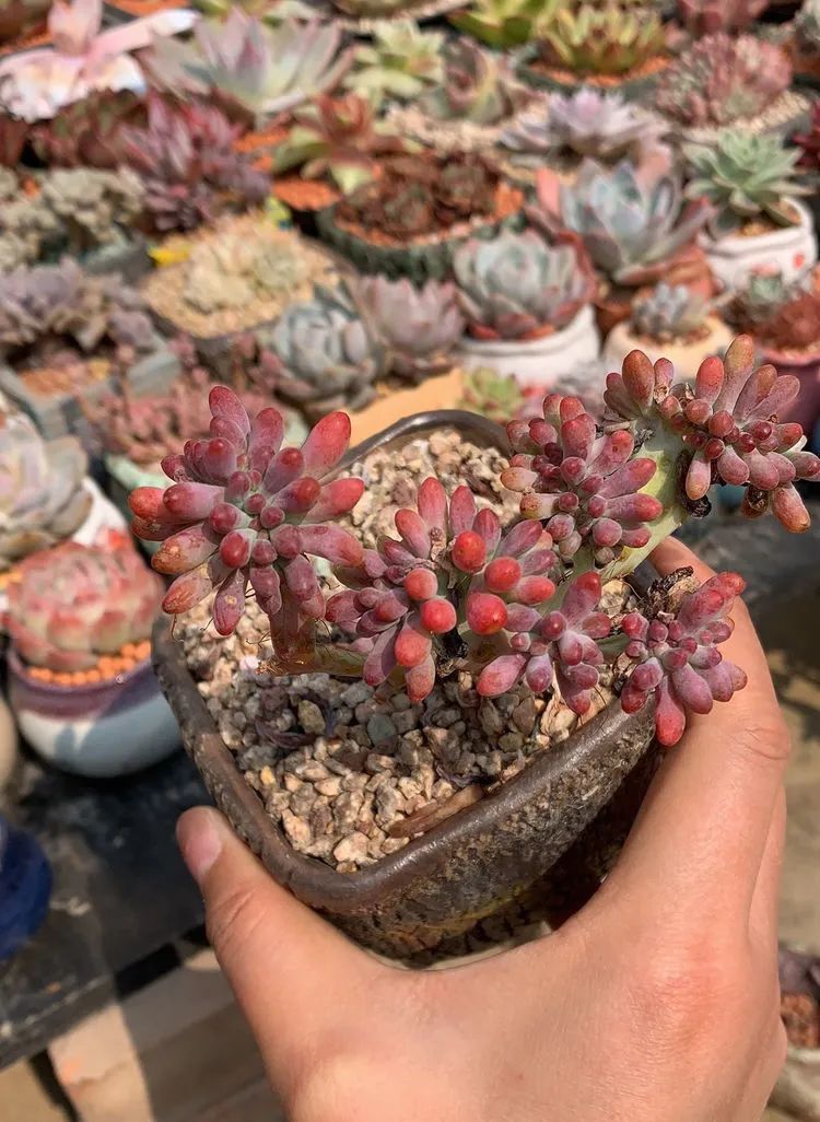 半年时间，多肉从3盆发展到600盆，入坑切莫太心急！