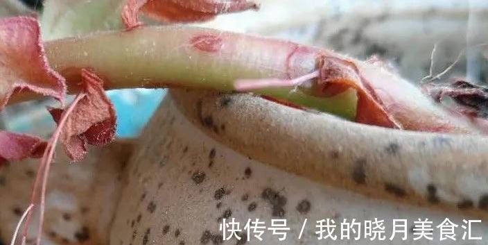 多肉长出气根怎么办,不妨将计就计,为根系打造备胎