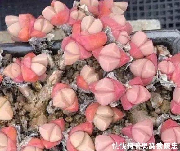 10米长的绿萝,阳台放不下了,看看他是怎么养的吧