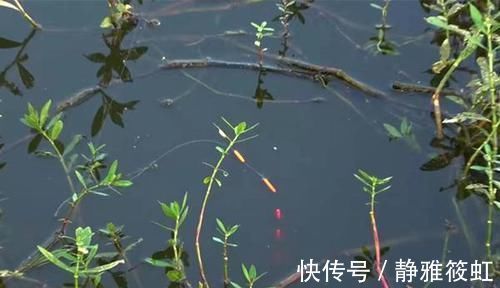 钓法|过了处暑鲫鱼越来越好钓,就用这种钓法,上的都是大鲫鱼,很过瘾