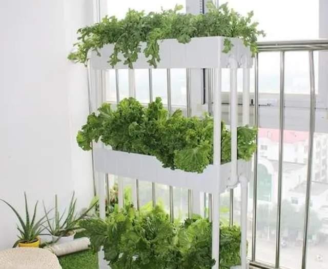 养花高手不买一楼房子,庭院生活,一个阳台就能实现,羡慕