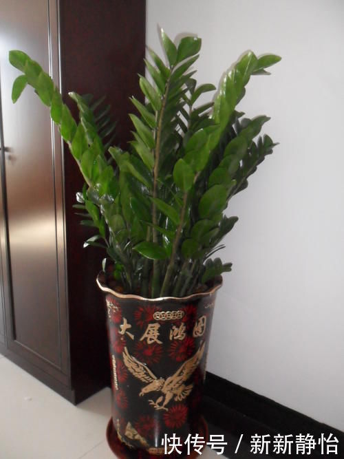 客厅里要养4种树，不为别的，重点是“寓意”好