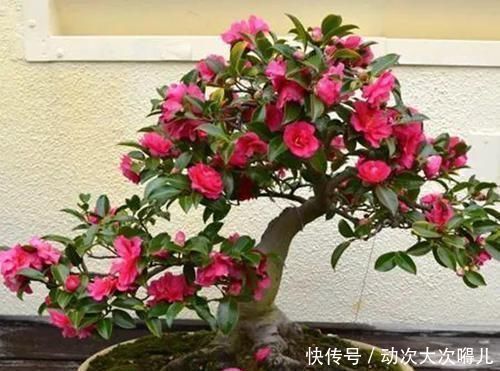 家里有这10种花,多修剪少浇水,能养成高价盆景