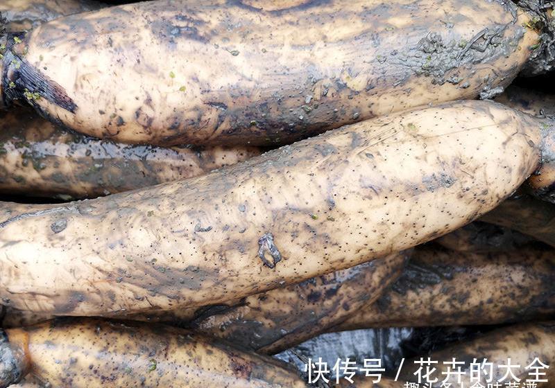 “7孔藕”和“9孔藕”有哪些区别？差别不止一点，弄懂再买也不迟