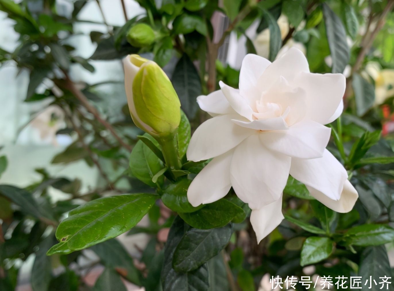 夏季高温，栀子花有“3喜3怕”，抓住生长旺季，下次花量翻倍